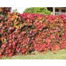 Живая изгородь из винограда девичьего узкая 0,5л 0,3-0,4м от 10шт на 5-8 пог м НЕТ