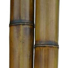 Бамбук обожженный лакированный d 90-100мм L=2,8-3м