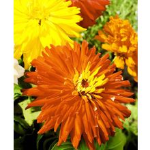 Циния Супер Кактус Ацтек