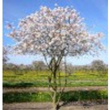 Ирга канадская Amelanchier  canadensis H=0,8м V=3л НЕТ