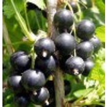 Смородина чёрная V=0,5л H=0,15м Ribes nigrum