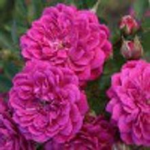 Роза Purple Rain Пёпл Рейн 2л НЕТ