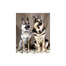 Щенки восточноевропейской овчарки .Здоровые,крепкие и очень породные!