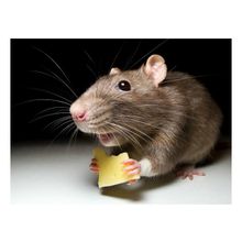 Уничтожение мышей  в Самаре. Борьба с мышами. Выведение мышей. Избавиться от мышей. 