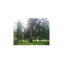 Продается лесной участок 545 соток для ИЖС, 40 км от МКАД по Новорижскому шоссе