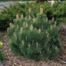 Сосна горная Мугус Pinus mugo V=4л H=0,5-0,6м НЕТ