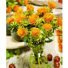 Сафлор Оранжевый