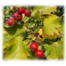 Боярышник крупноплодный саженцы  2л 0,7-0,9м НЕТ