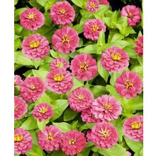 Циния Сияние