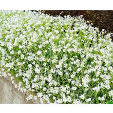 Ясколка Серебряный ковёр