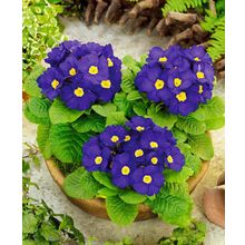 Примула Аккорд Синяя гармония