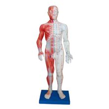 Модель для акупунктуры и анатомии - Человек (60 см)