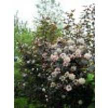 Пузыреплодник Diabolo пурпурный 0,4-0,5м 2-3л PHYSOCARPUS OPULIFOLIUS DIABOLO НЕТ