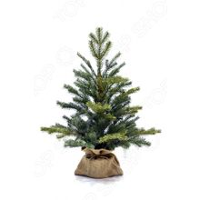 Forest Market Aspen Fir