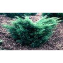 Можжевельник средний Минт Джулеп Juniperus x media Mint Julep 2-3л 20-25см НЕТ