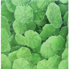 Плитка напольная Infinity Ceramic Tiles Lotus Estanque Viejo Verde 300х300