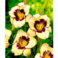 Лилейник Канадец