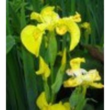 Ирис болотный 1-3 узла по 4-6 листьев в каждом Iris pseudoacorus