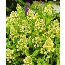 Резеда душистая Кремово-белая