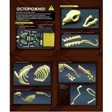 Наглядное пособие Скелет кролика, 8+