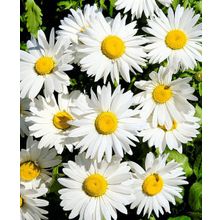 Ромашка садовая Серебряная принцесса