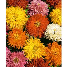 Циния Кактус яркий набор