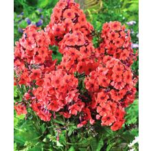 Флокс Текила Санрайз