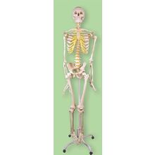 Скелет человека - анатомическая модель 170см на подставке