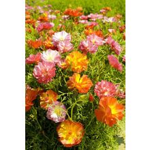 Эшшольция Джелли бинс набор