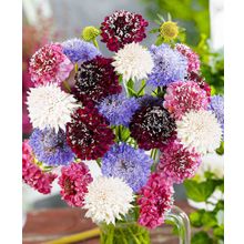 Скабиоза Цветной ковёр