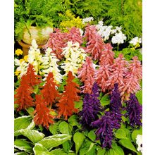 Сальвия Фарао цветной набор