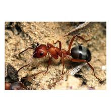 Уничтожение  муравьев  в Самаре. Борьба с муравьями. Выведение муравьев. Избавиться от муравьев