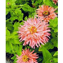 Циния Супер Кактус Бюрпи розовая