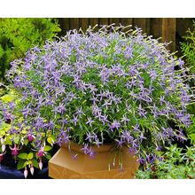 Изотома Тристар насыщенно-голубая