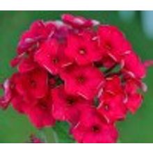 Флокс метельчатый Phlox paniculata 1-2л НЕТ