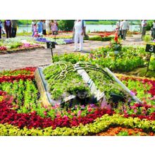 Топиарная фигура КНИГА (Размер №4)