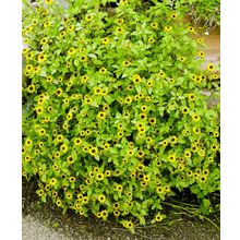 Санвиталия Жёлтая с чёрным центром