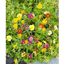 Солнцецвет Горная роза яркий набор