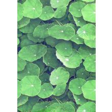 Плитка настенная Infinity Ceramic Tiles Lotus Verde 300х450