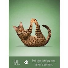 Карты Таро: "Yoga Cats Deck  Book Set" (YC44)