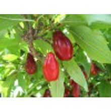 Кизил плодовый Cornus mas V=3л H=0,5м НЕТ