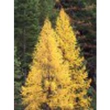 Лиственница саженцы  Larix sibirica H=0,55 м V=2,5-3,5л