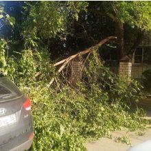 Адвокат при падении дерева на автомобиль в Красногорске 