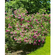 Роза канадская Вильям Баффин