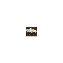 Цветы тканевые для скрапбукинга Petunia - Overture, 6 цветочков,  размер 4,5 см, цвет белый, Prima