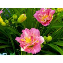 Лилейник Кружевная салфеточка