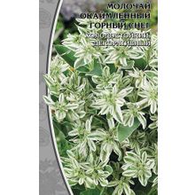 Молочай окаймленный   Горный снег  0,5 гр