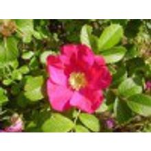 Шиповник плодово-декоративный H=0,3-0,5м V=2-3л НЕТ