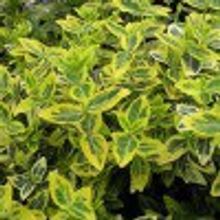 Бересклет форчуна Эмеральд Голд 0,1м 0,5л НЕТ