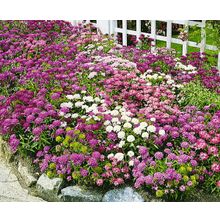 Иберис Сказка яркий набор